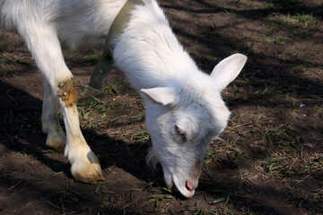 Goat nibbling grass №1278