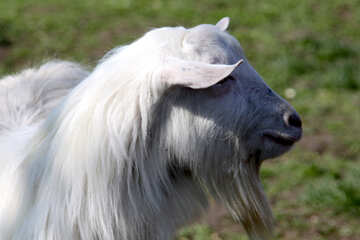 Goat. A portrait in profile №1274