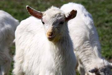White  goat №1284