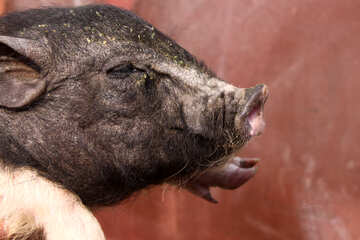 Muzzle Pig №1954