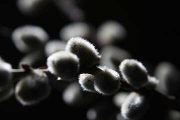 Branches of willow. Macro №1626