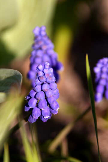 Grape hyacinth №1778