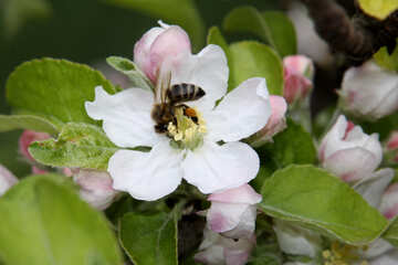 Bee in  flower