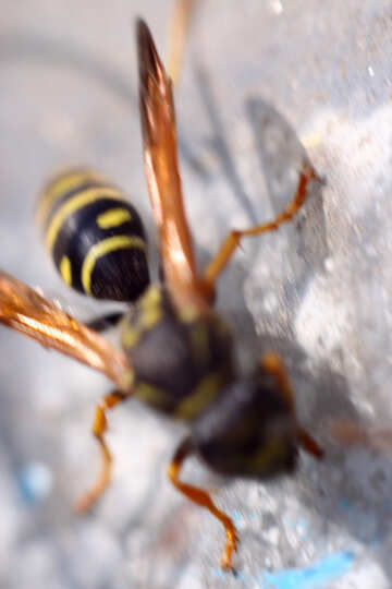 Wasp №1784