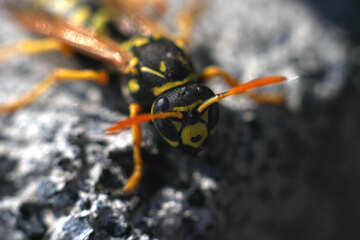 Wasp. Macro №1786