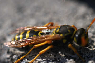 Wasp №1788