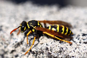 Wasp №1796