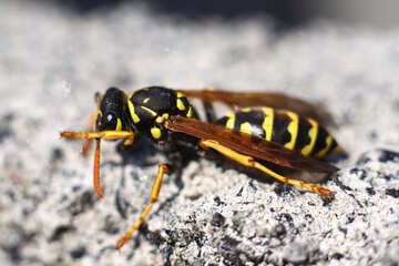 Wasp №1797