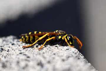 Wasp on the brink of stone №1798
