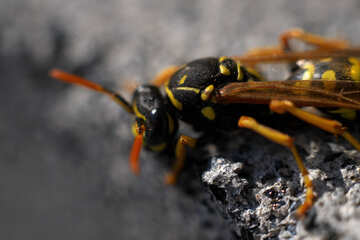 Wasp. Close - №1789
