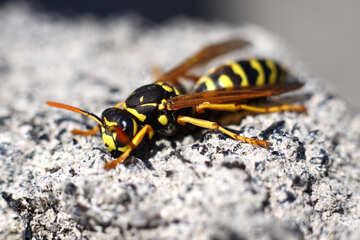Wasp close up №1795