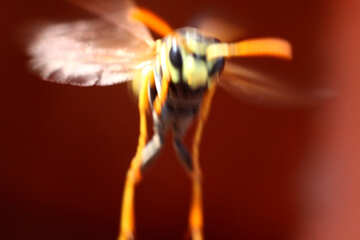 Wasp in flight №1785