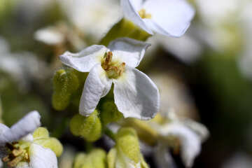 La florecita blanca №1732