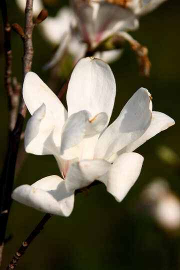 La magnolia blanca №1755