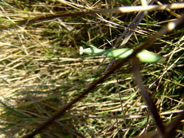 Mantis caché dans herbe №1003