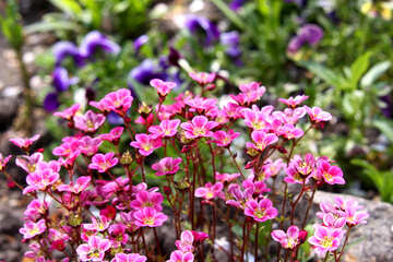 Saxifraga blooming