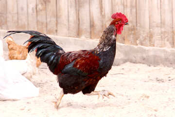 Running Rooster