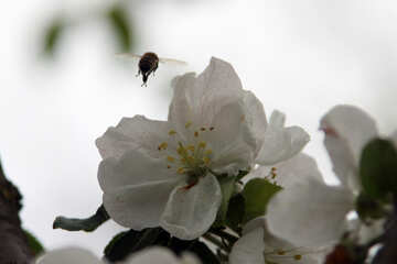 Eine Biene fliegt von der Blume №1950
