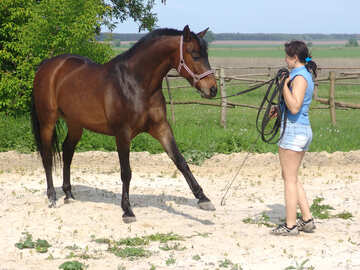 Дівчина вчить коня №1058