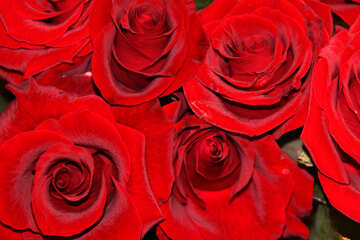 Букет червоних троянд №1422