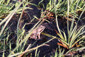 Frog №1583