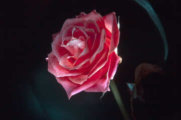 Rose №1234