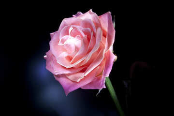 La rosa iluminado luchem №1233