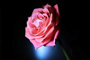 Pink Rose №1154