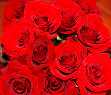 Papel de Parede de rosas vermelhas №1419