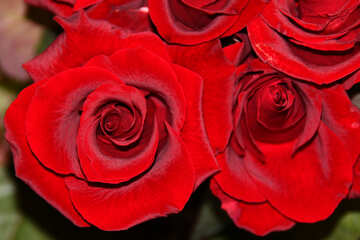 Las rosas rojas №1424