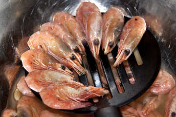 Shrimps on skimmer №1255