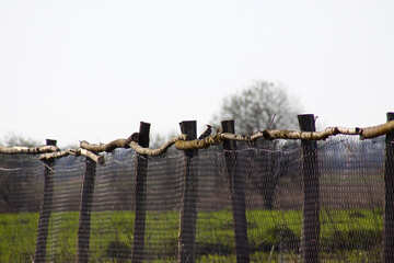 Woodpecker on fence №1609