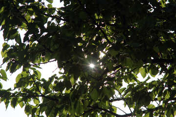 Ein Sonnenstrahl durch die Blätter №1940