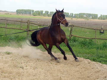 Ein Pferd läuft auf Schnur №1060