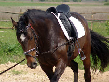 Runs on harness horse under saddle №1056