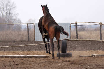 Education foals jump №1130