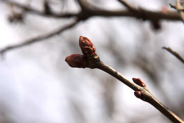 Spring buds №1434