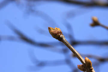 Spring buds swell №1432