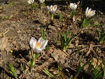 Spring Crocus Pickwick Crocus vernus №1159