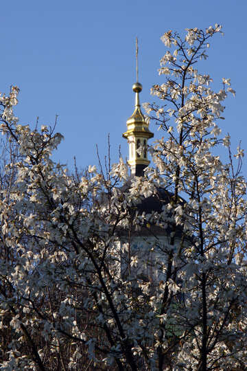  Primavera paisaje magnolias  №1760