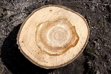 Spili (cut) wood texture №1074