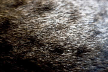 A cat`s fur №1232
