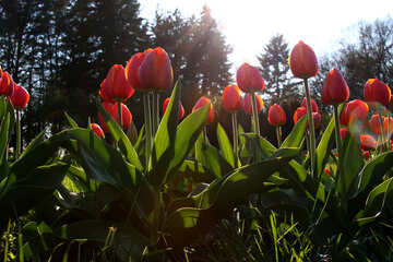  un cuadro de jardín de tulipanes rojos. Kontrazhur  №1654