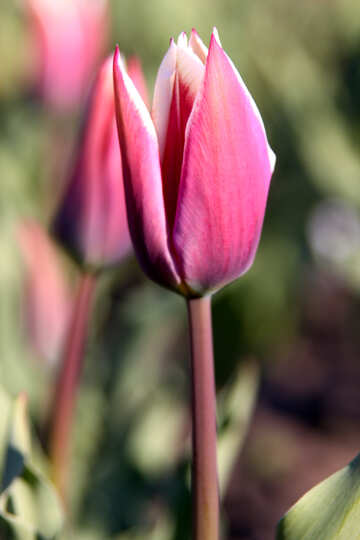 Long tulip in the garden