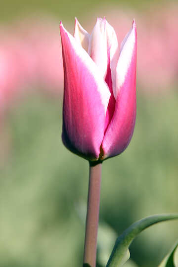 El tulipán rosado №1658