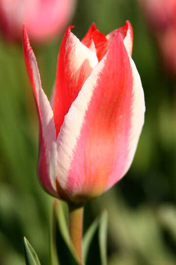 Colore rosa pockmarked varietale tulipano №1662