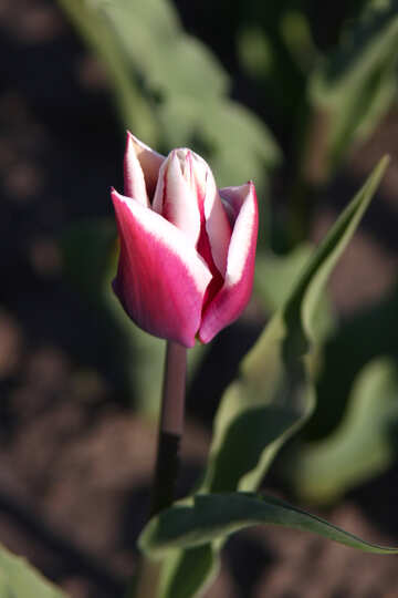 Rosado sortovoy el tulipán №1657