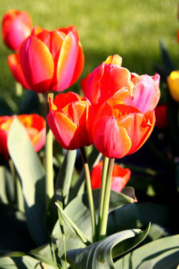 Red tulips