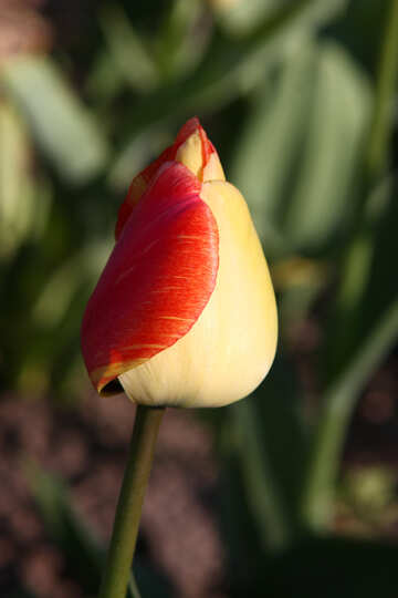 Yellowish red tulip. Close №1642