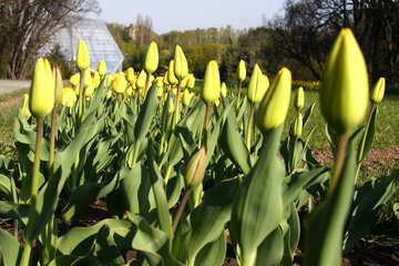 Yellow tulips №1638